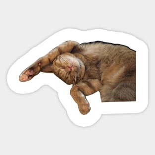 Cute little sleepy cat Sticker